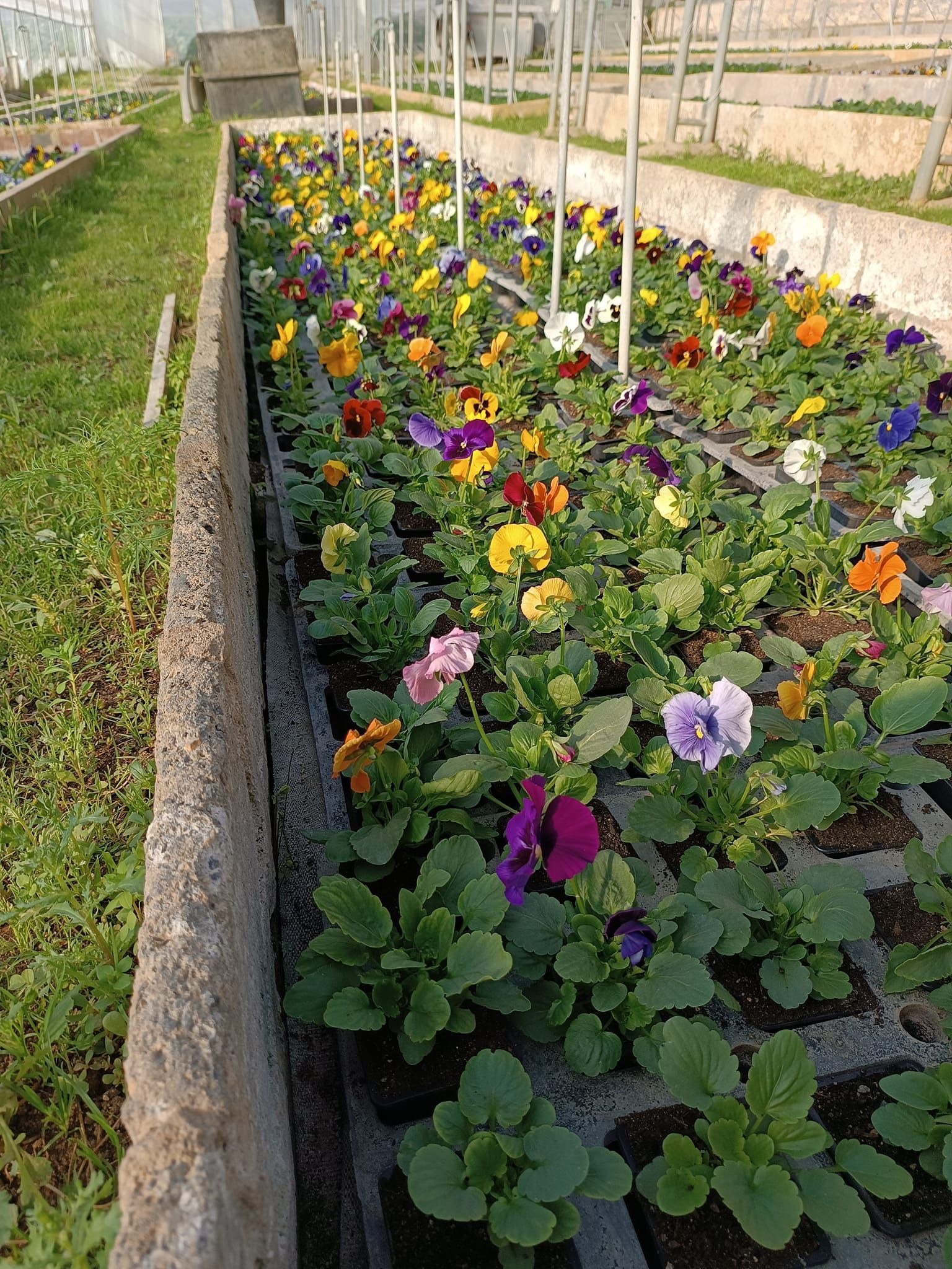 Un bac de fleurs