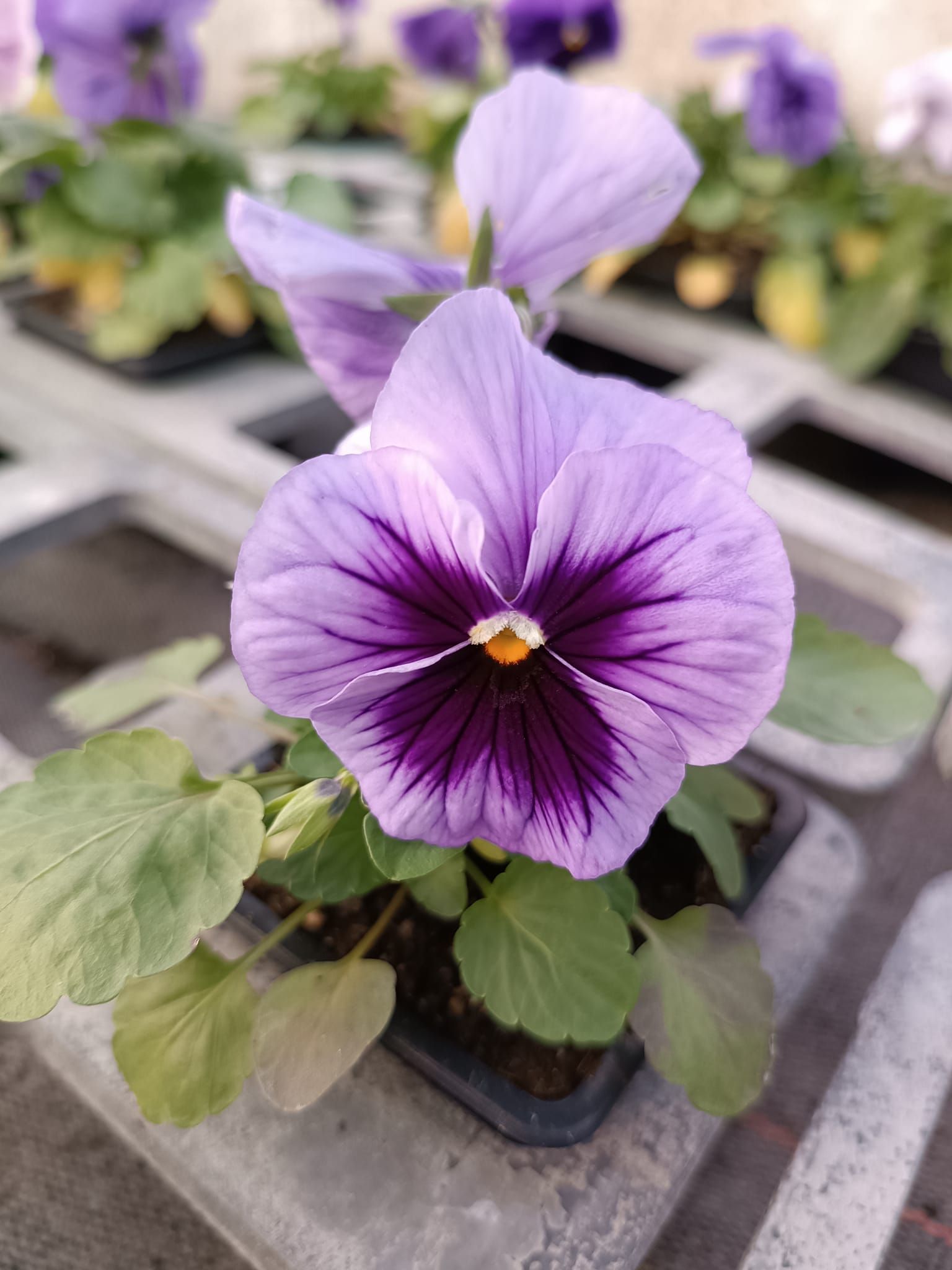 Une fleur