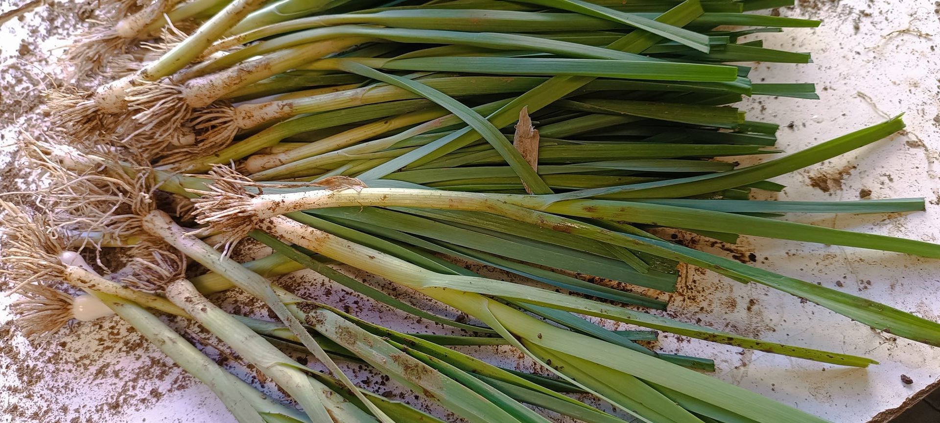 Des poireaux