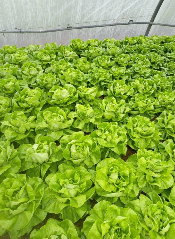 Un champ de salades