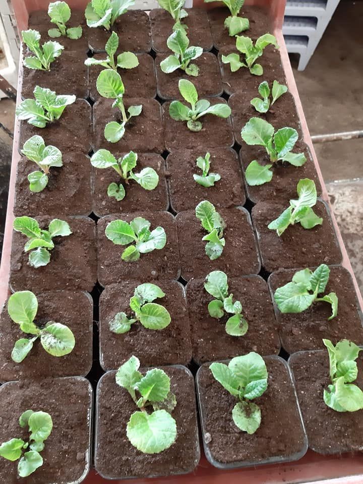 Plants de légumes vus de haut