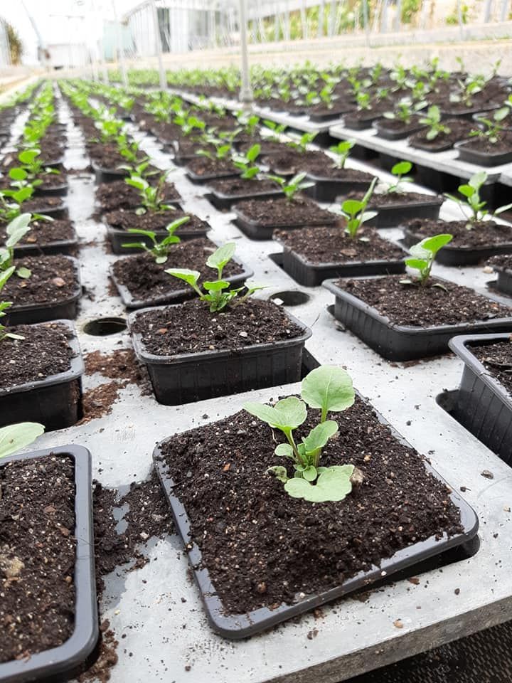 Des plants de légumes en godets