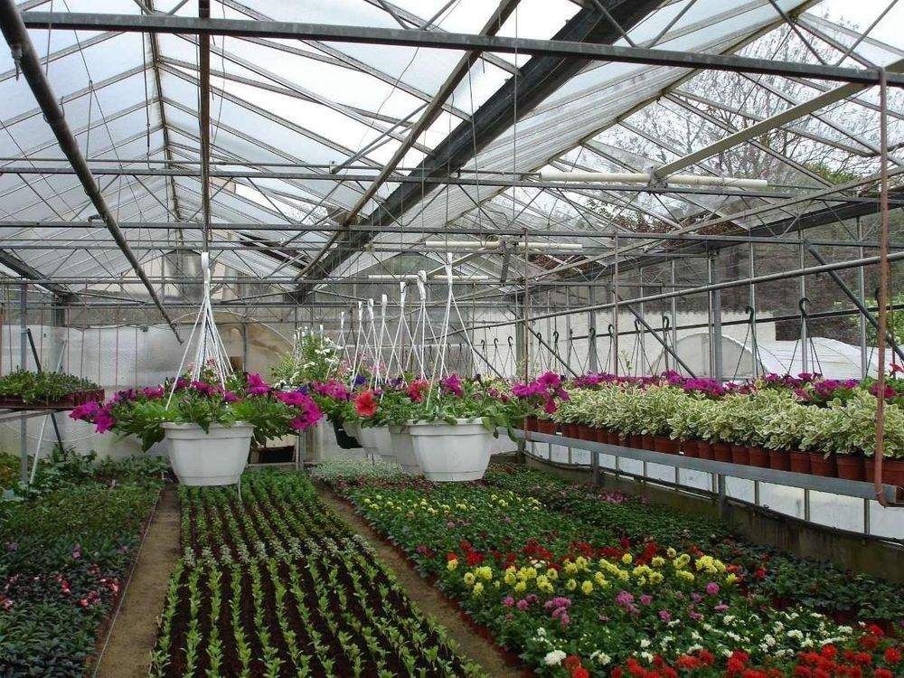 Fleurs en pots suspendus en serre