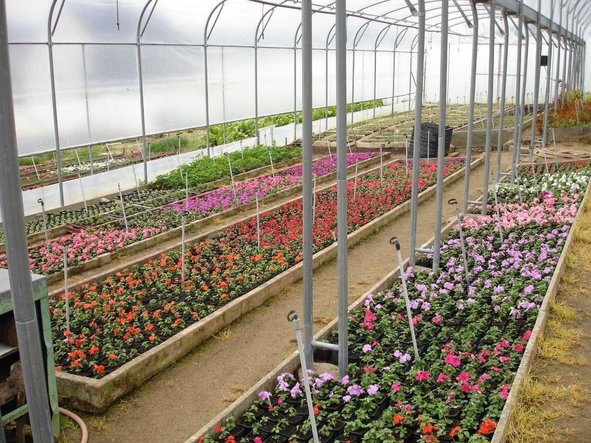 Un serre de plants de fleurs