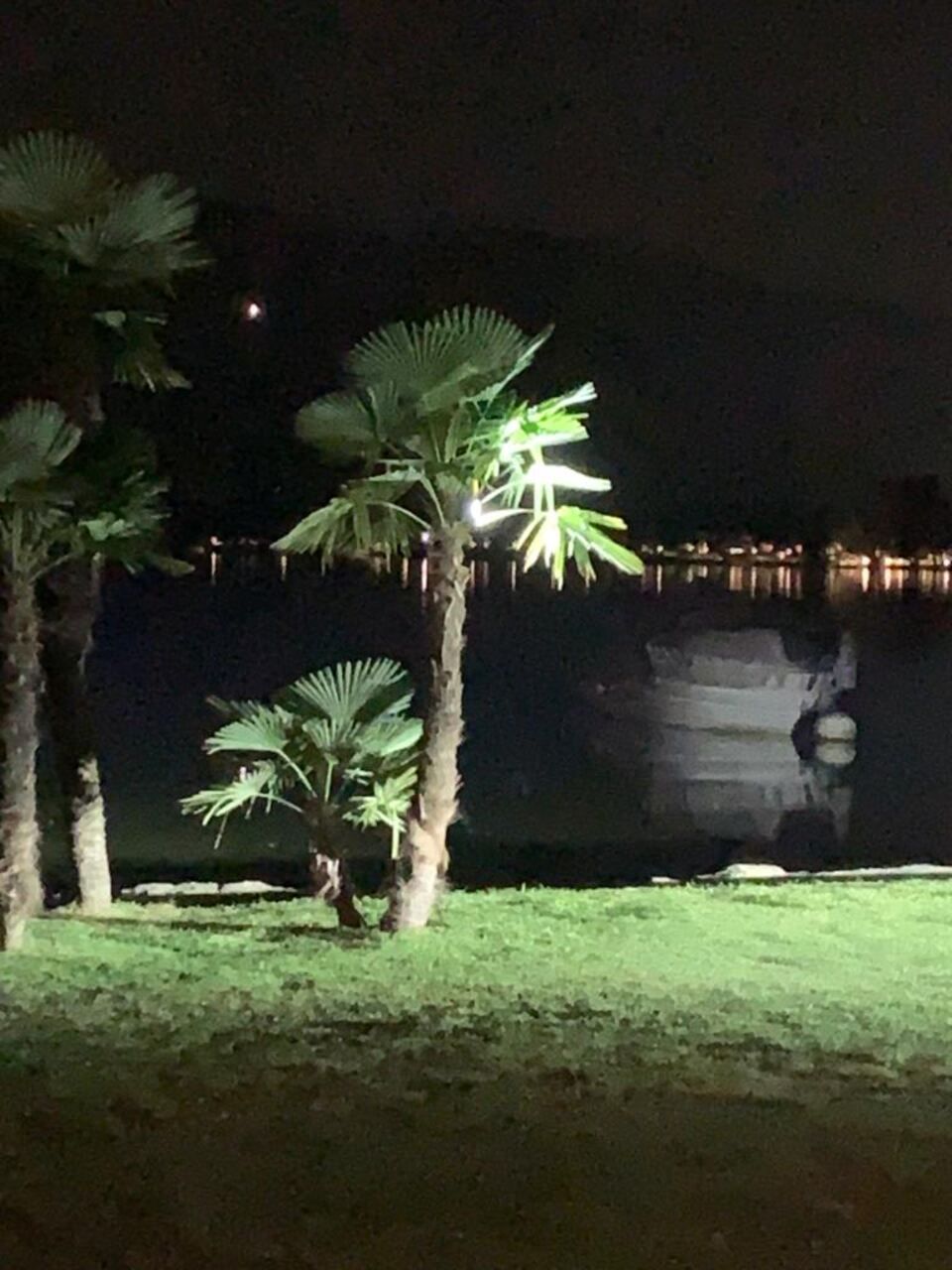 Le palme sono illuminate di notte davanti a uno specchio d'acqua