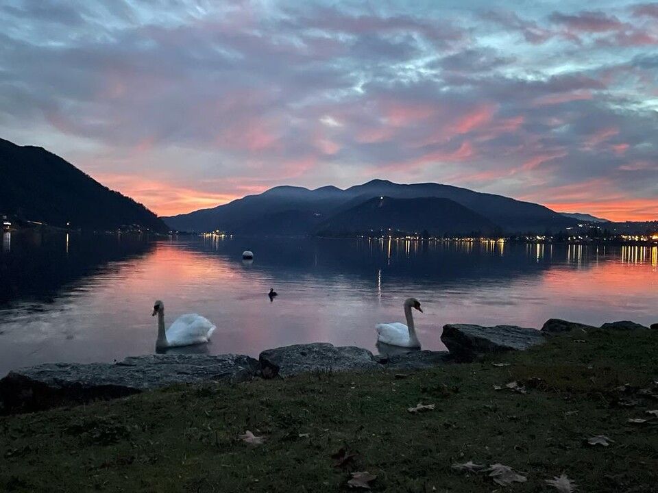Due cigni sono seduti sulla riva di un lago al tramonto