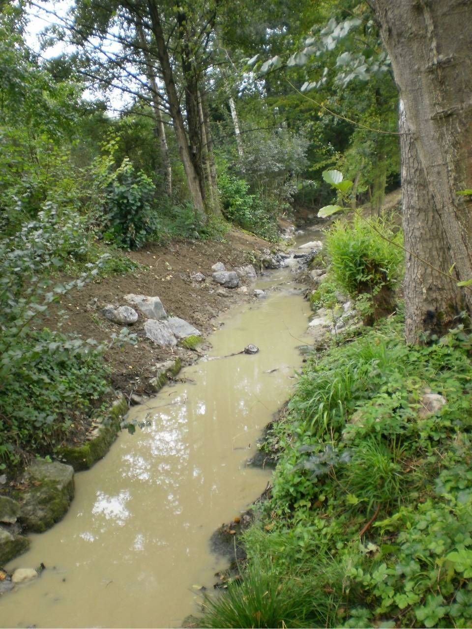 Ein schlammiger Bach fliesst durch ein Waldgebiet, gesäumt von Bäumen und Vegetation.