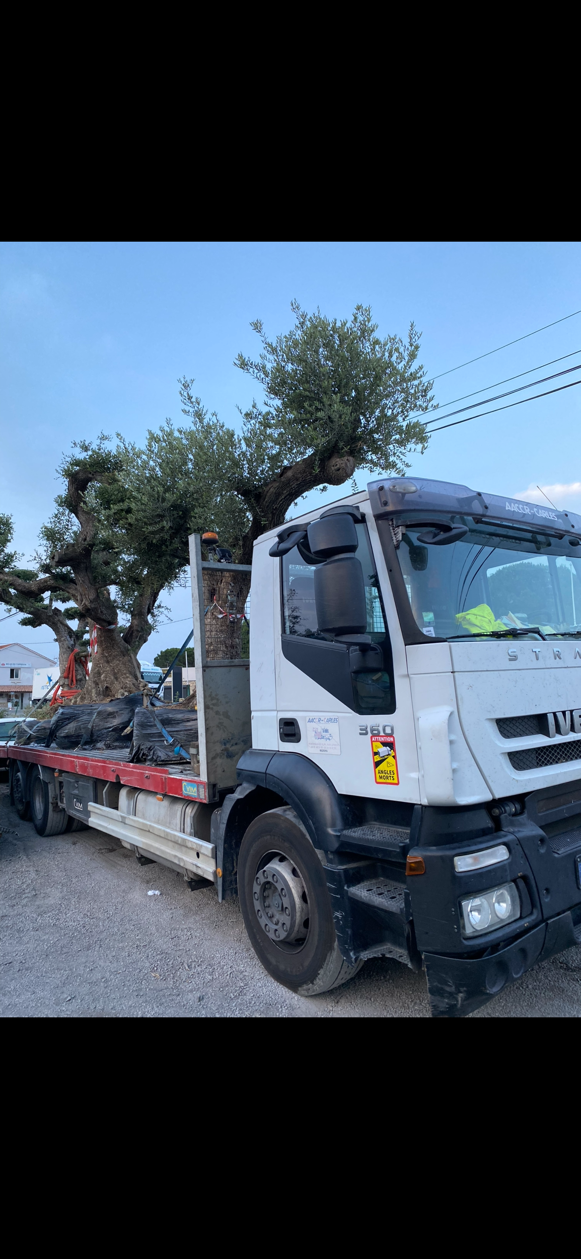 Un camion blanc transporte un grand arbre au feuillage sombre ; le ciel est bleu.