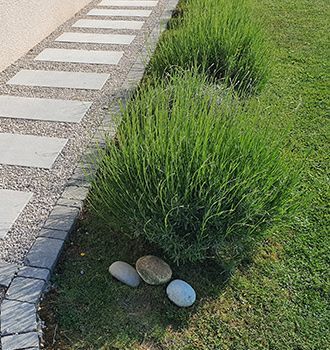 Deux buisson en bord d'allée