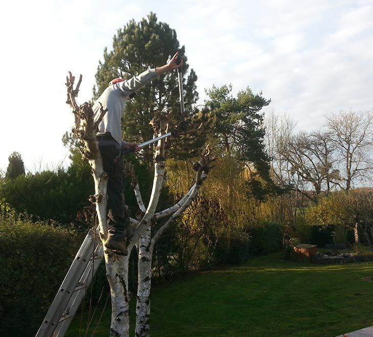 Un homme qui taille les branches d'un arbre