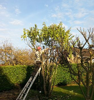Un homme qui taille un buisson