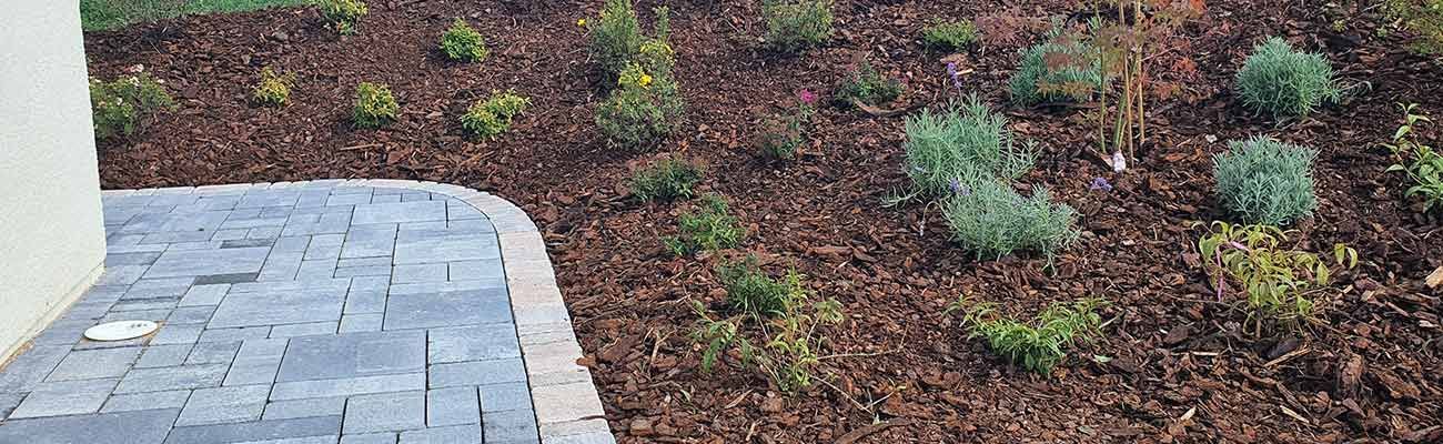 Des plantes dans un jardin