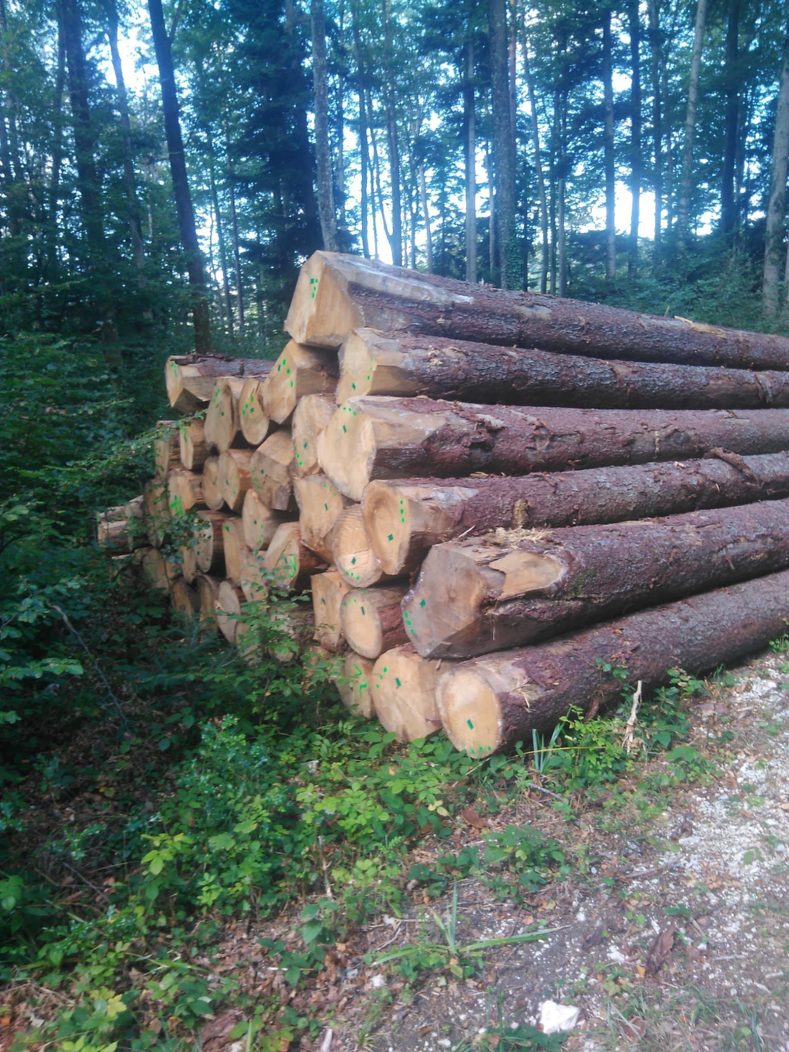 Abattage, débardage et commerce de bois dans le Jura - Écoforêts Gatherat Sàrl