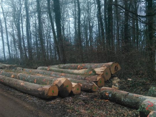 Exploitation forestière dans le Jura - Écoforêts Gatherat Sàrl