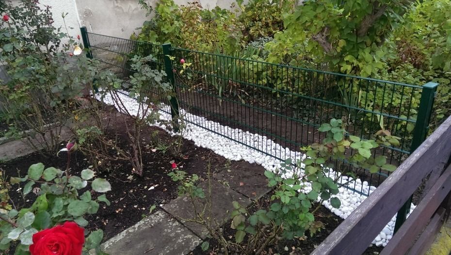 Ein Gartenbeet mit einer roten Rose und einem Streifen weißer Kieselsteine entlang eines grünen Drahtzauns, der von einem Holzzaun begrenzt wird.