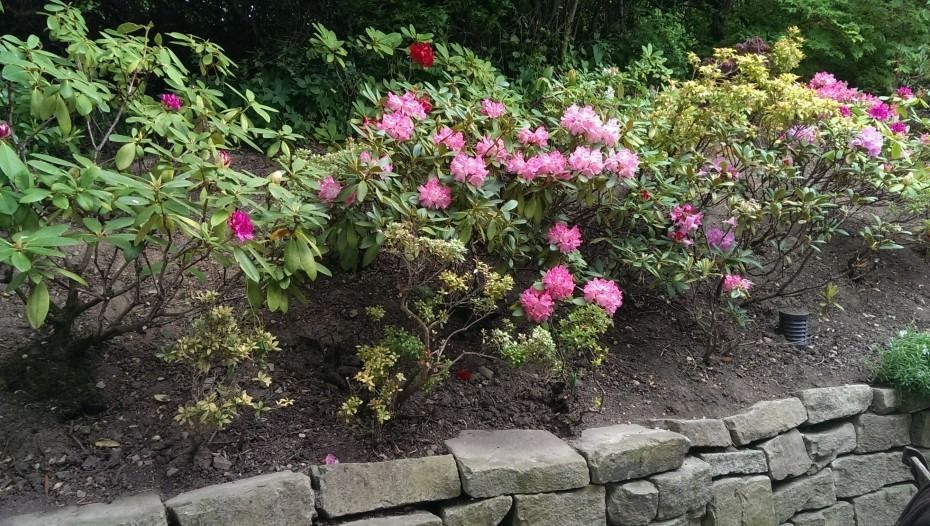 Eine steinerne Stützmauer umgibt ein mit mehreren blühenden Rhododendronsträuchern in Rosa- und Rottönen bepflanztes Beet.
