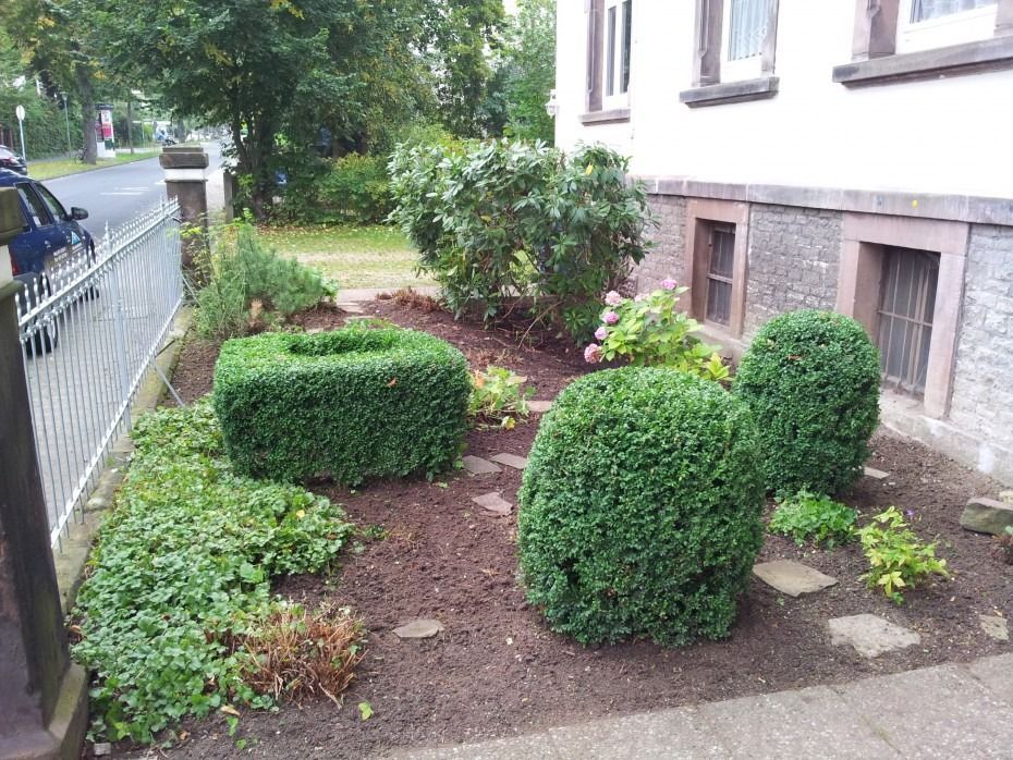 Ein Vorgartenbeet mit akkurat geschnittenen Buchsbaumsträuchern, Bodendeckern und Steinplatten an der Seite eines Gebäudes.