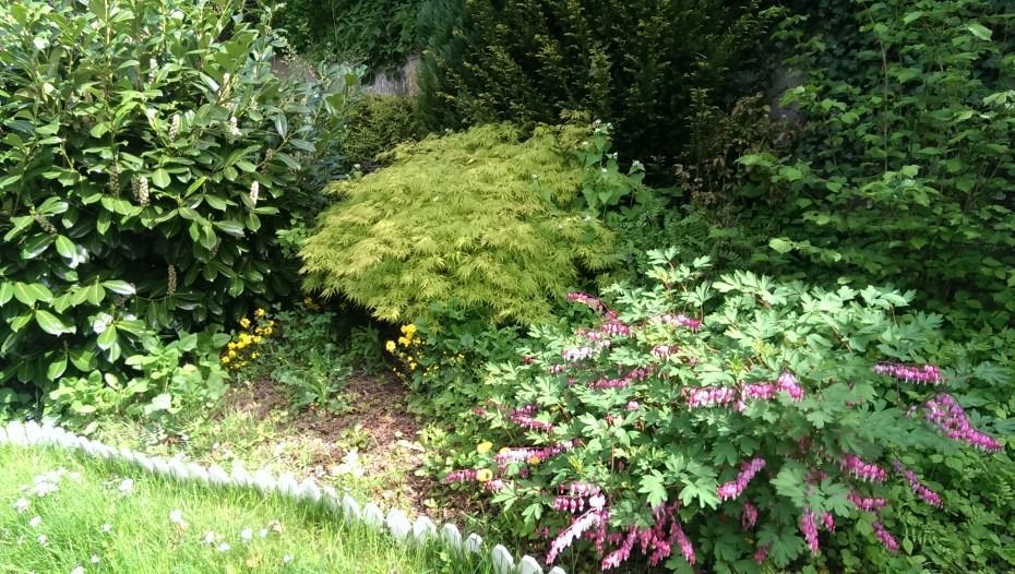 Ein üppiges Gartenbeet mit einem hellgrünen Strauch, blühenden rosa Tränenden Herzen und einem Rasen im Vordergrund.