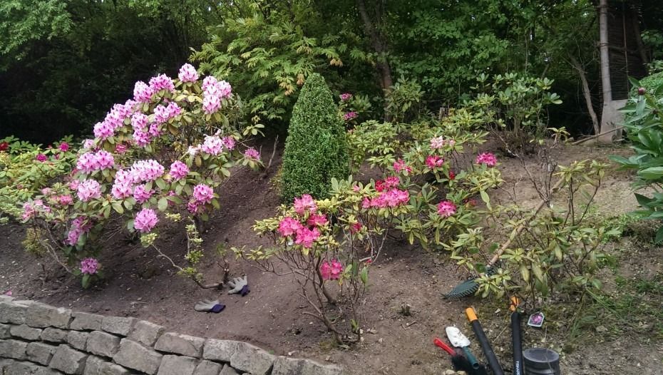 Eine Gartenszene mit hell- und dunkelrosa Rhododendronsträuchern, einem zentralen immergrünen Baum und einer Steinumrandung im Vordergrund.