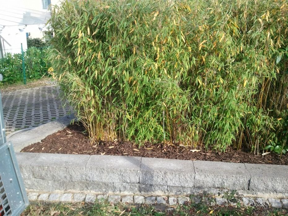 In einem erhöhten Pflanzbeet, das mit grauen Steinblöcken eingefasst ist, wächst eine dichte, grüne Bambushecke.