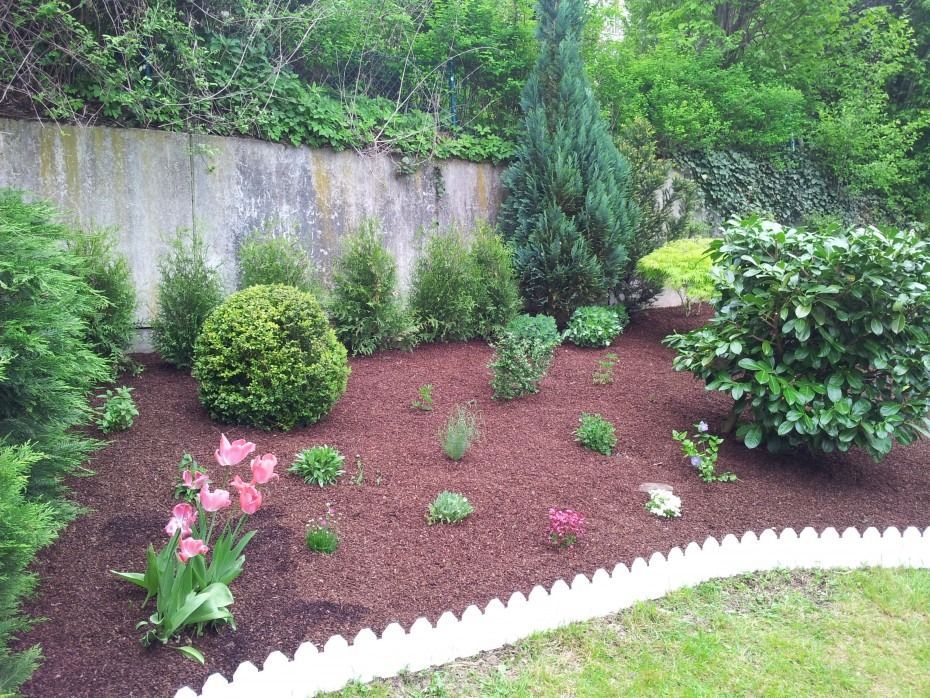 Ein liebevoll gestaltetes Gartenbeet mit rotem Mulch, immergrünen Sträuchern, kleinen Pflanzen und rosa Tulpen, umrandet von einem weißen Zaun.