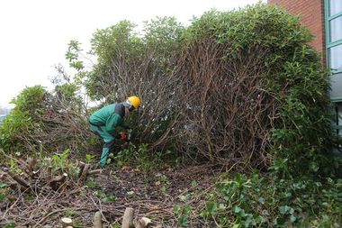 Ein Mann schneidet mit einer Kettensäge eine Hecke.