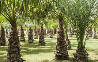Una hilera de palmeras situadas encima de un exuberante campo verde.