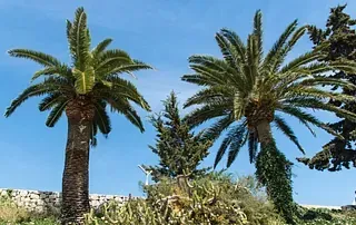 Un grupo de palmeras contra un cielo azul