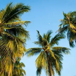 Un grupo de palmeras contra un cielo azul