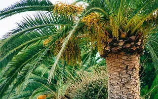 Una palmera con muchas hojas y frutas colgando de ella.
