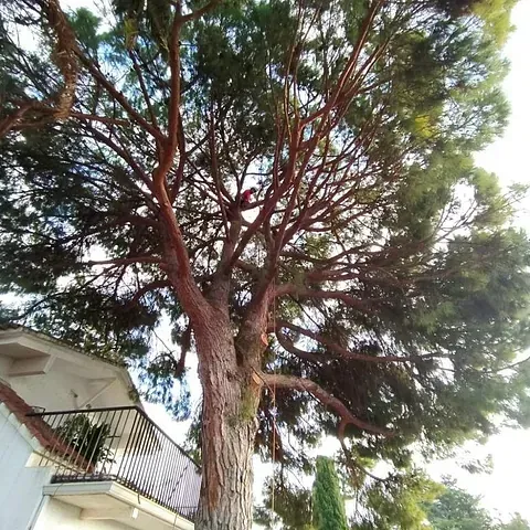 Un gran árbol está frente a una casa con balcón.
