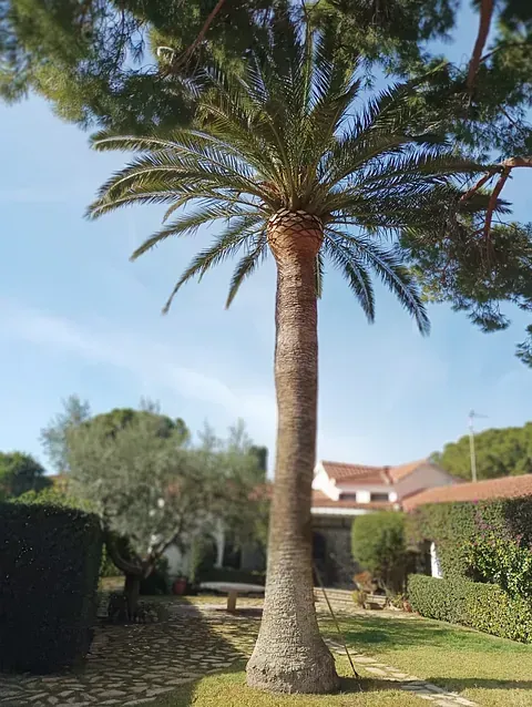 Una palmera en un patio con una casa al fondo.