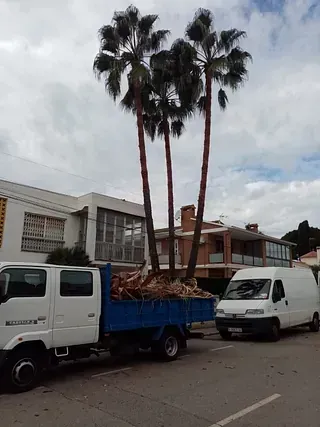 Dos camiones están estacionados al costado de la carretera con palmeras al fondo.