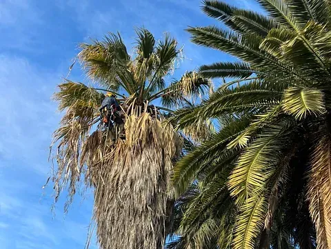 Un hombre está trepando una palmera en un día soleado.