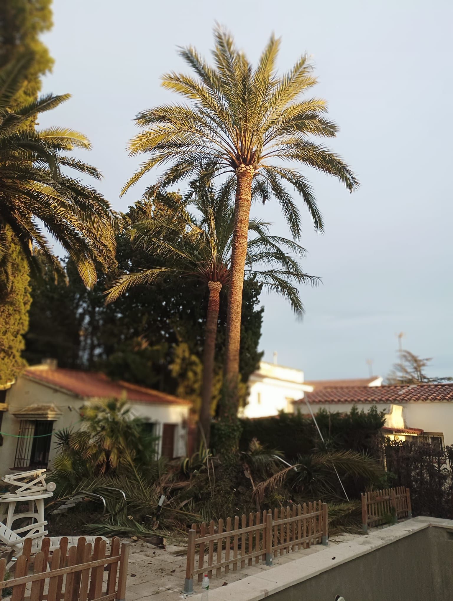 Una palmera delante de una casa con una valla de madera