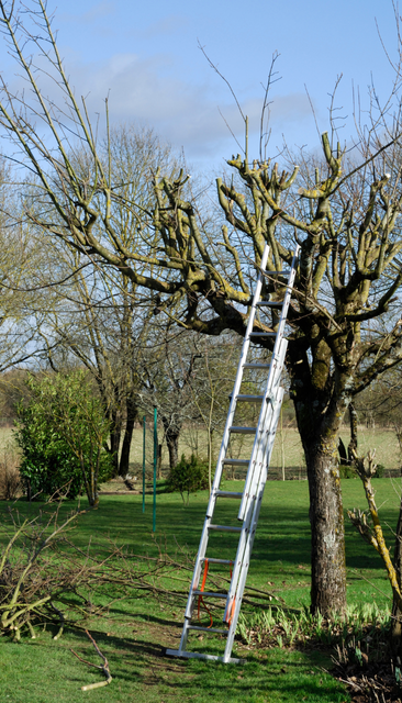 Une grande échelle est appuyée contre un arbre taillé dans une cour par une journée ensoleillée.