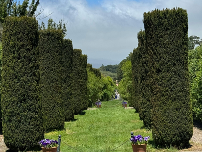 Un chemin herbeux bordé de hautes haies rectangulaires à feuilles persistantes.