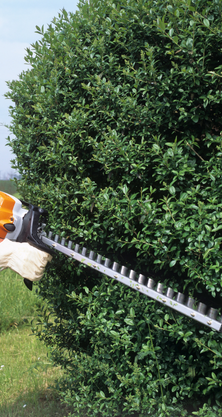Une personne utilise un taille-haie sur un buisson vert.