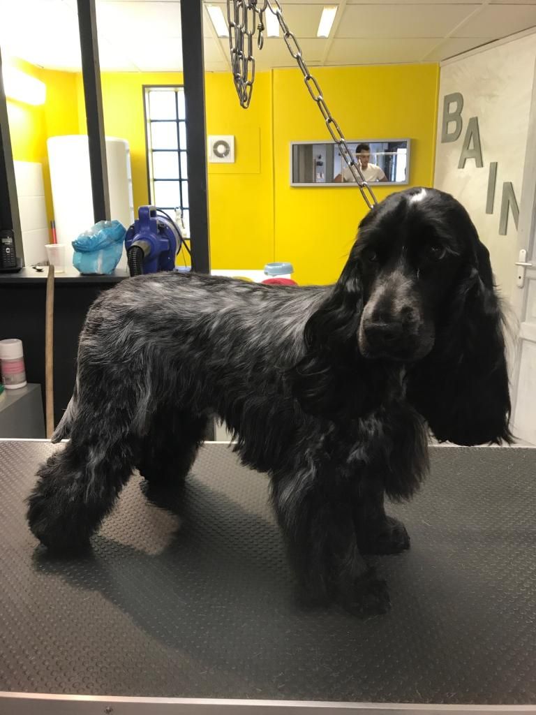 Un cocker spaniel noir et blanc tacheté se tient sur une table de toilettage dans un salon professionnel aux murs jaunes.