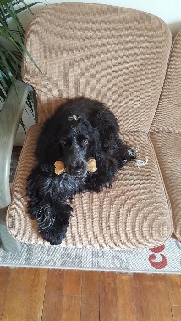 Un cocker spaniel noir est assis sur une chaise beige rembourrée, tenant une friandise en forme d'os dans sa gueule.