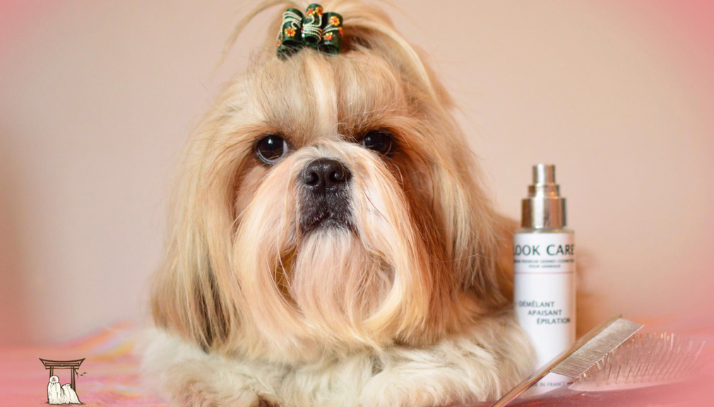 Un shih tzu avec un  nœud sur sa tête, est assis à côté d'un petit flacon pulvérisateur et d'un peigne de toilettage.