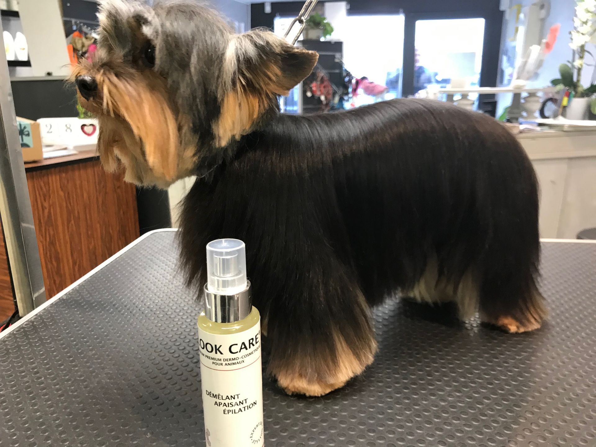 Un yorkshire terrier toiletté se tient debout sur une table texturée à côté d'un flacon de spray pour soins canins dans un salon de toilettage.