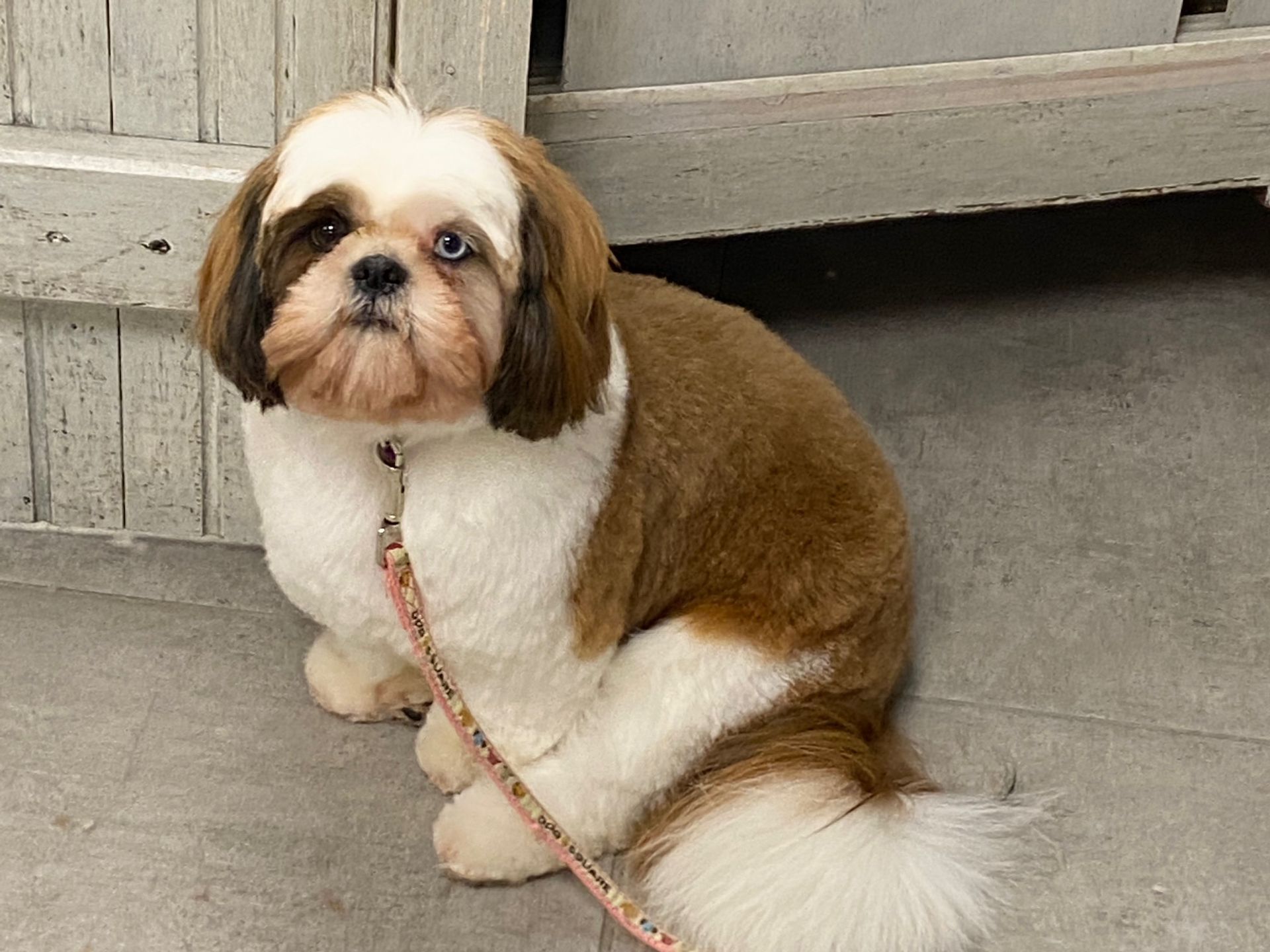 Un shih tzu marron et blanc avec des yeux vairons est assis sur un sol en béton, portant une laisse à motifs.