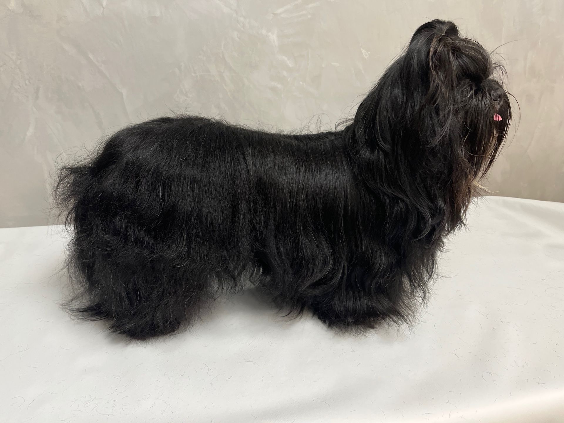 Un petit chien noir au pelage long et dense, se tient de profil sur un fond clair.