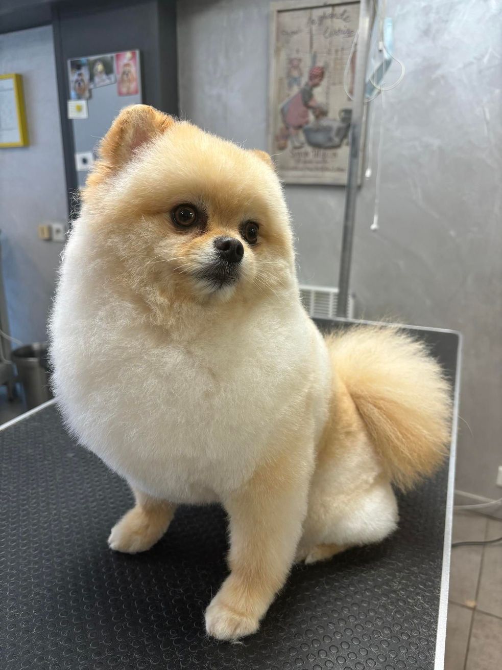 Un petit poméranien couleur crème est assis sur une table de toilettage, le regard tourné sur le côté, son pelage soigneusement taillé.