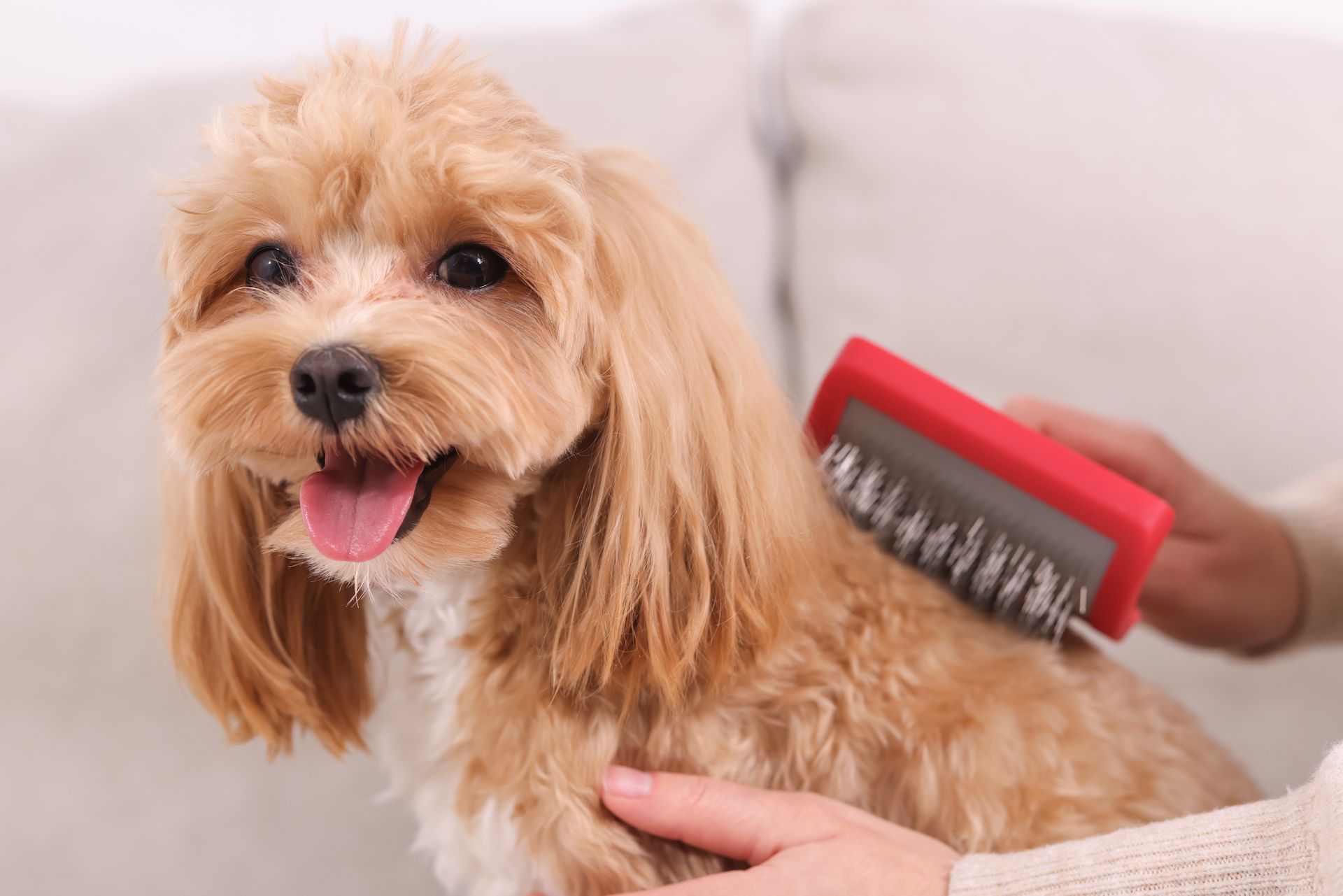Un chien souriant, de couleur fauve doré, est brossé délicatement avec une brosse rouge, sur un canapé clair.