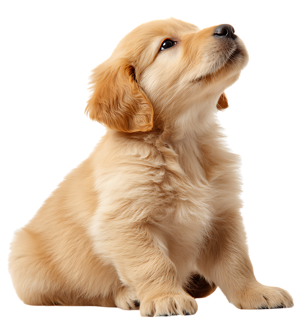 Un chiot blond clair est assis, le regard tourné vers l'avant et tourné vers le haut avec une expression pleine d'attente.