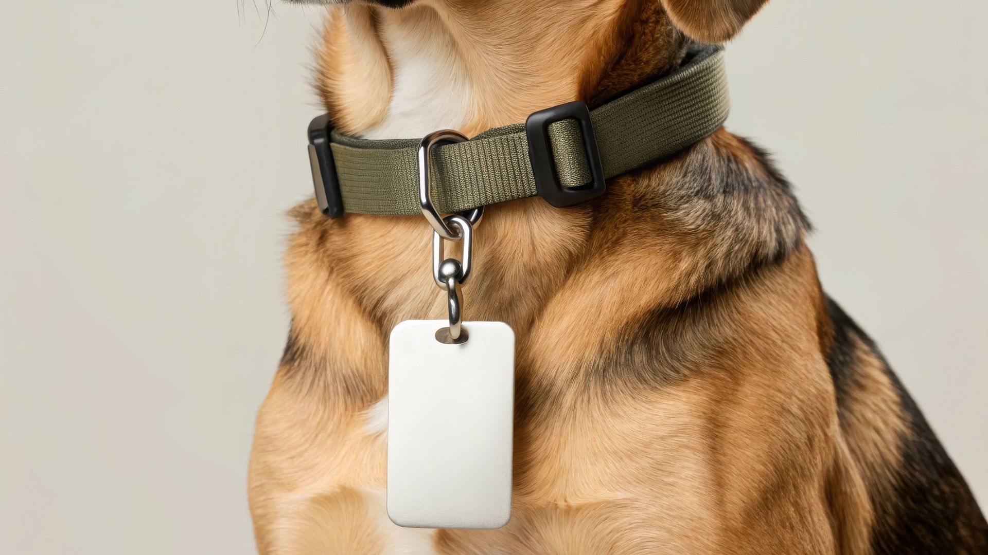 Un chien beige et noir porte un collier vert auquel est accrochée une étiquette d'identification blanche rectangulaire vide.