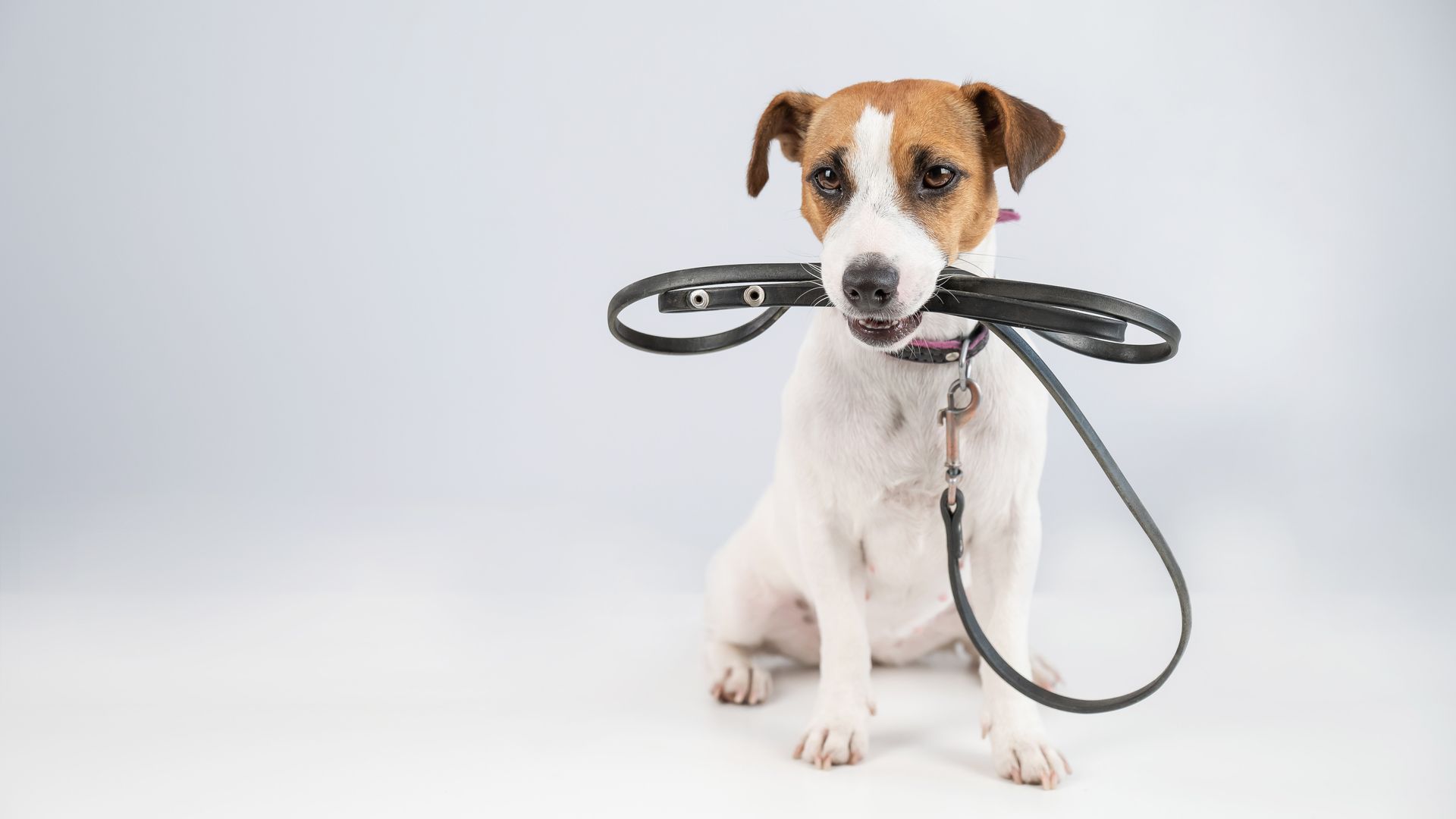 Un jack russell terrier blanc et marron est assis sur un fond uni, tenant une laisse en cuir noir dans sa gueule.