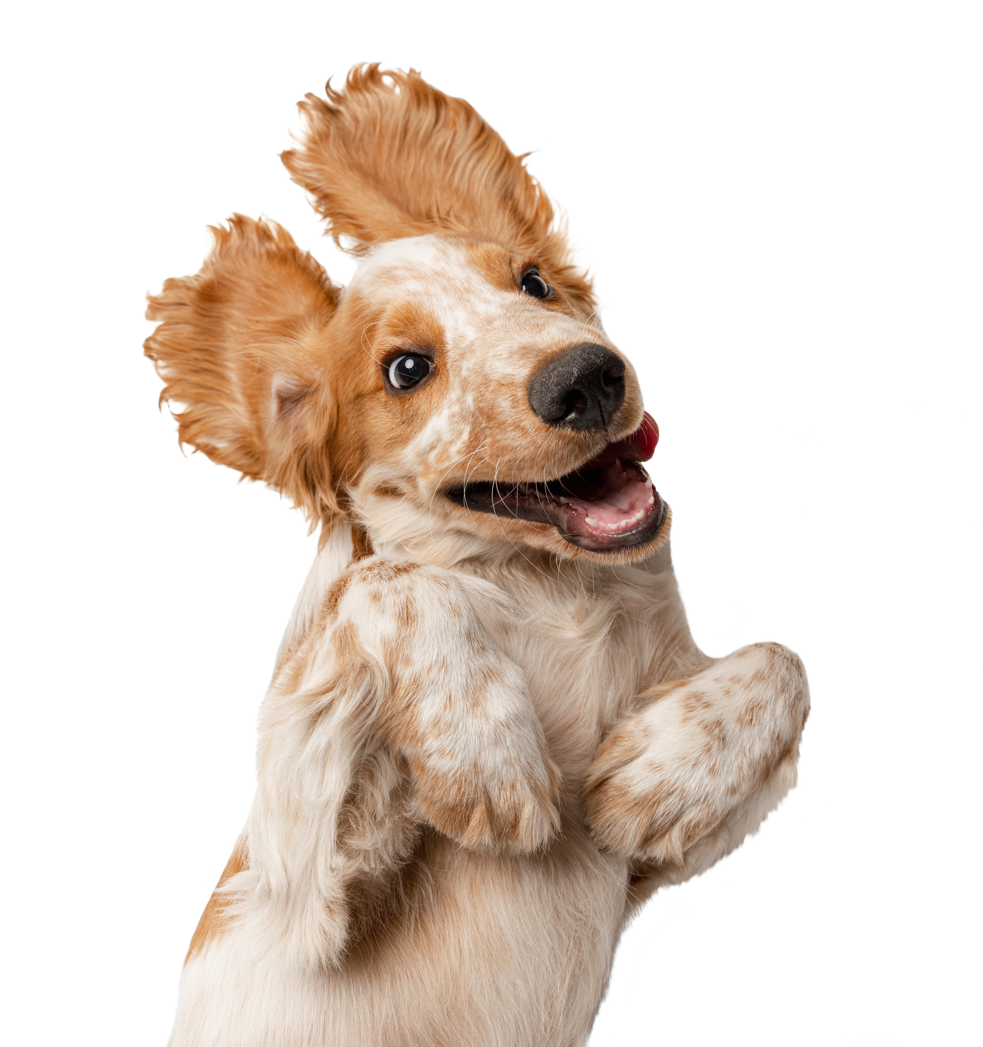 Un joyeux chiot épagneul tacheté de brun clair et de blanc, regardant vers le ciel, les oreilles dressées et les pattes levées.